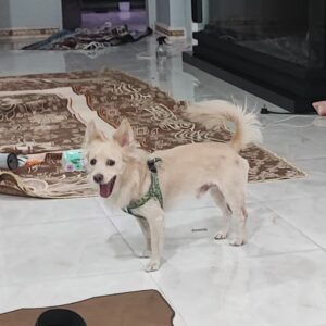 پامراشپیدز