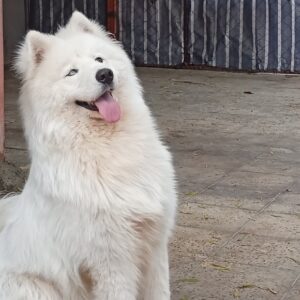 آموزش سگ و پانسیون سگ