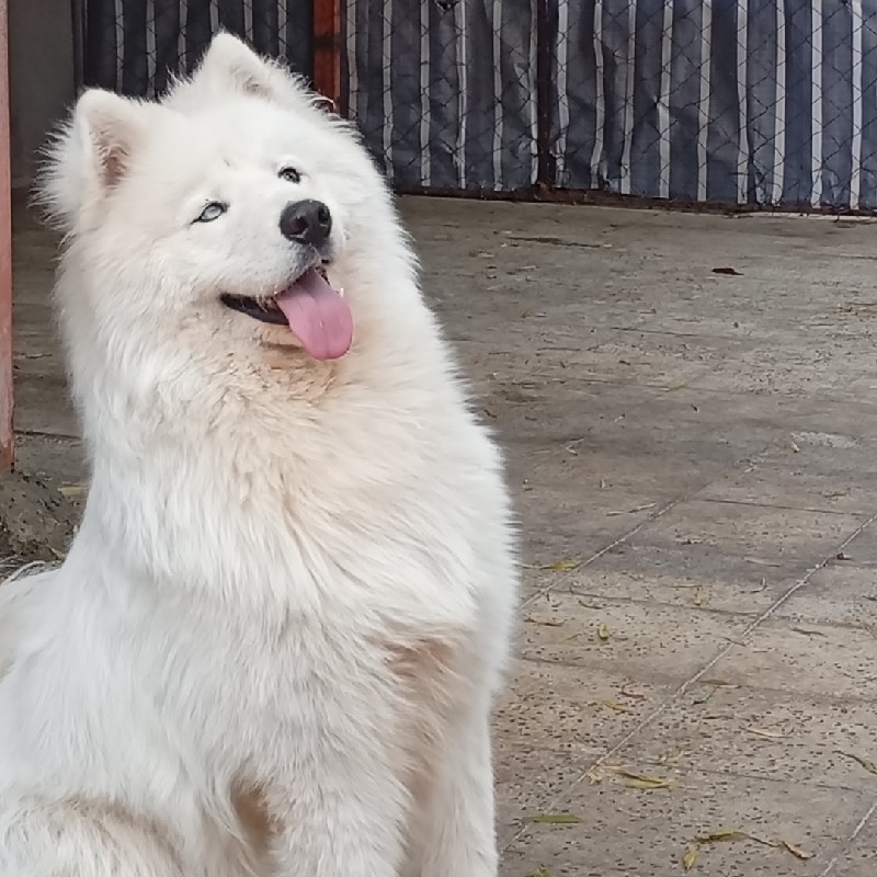 آموزش سگ و پانسیون سگ