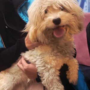 برفی مهربون