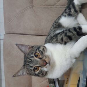 واگذاری گربه