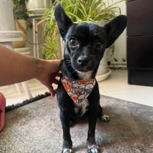 کیوتی مهربون