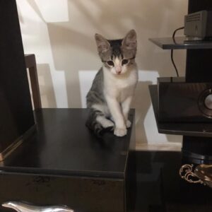 واگذاری بچه گربه dsh