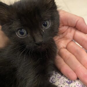 بچه گربه ۳ ماهه