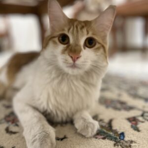 گربه شیطون کاملا سالم