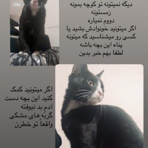 واگذاری گربه بی پناه