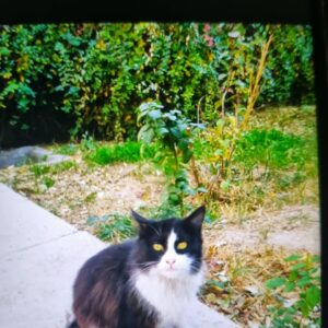 واگذاری گربه مو بلند دختر