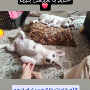 واگذاری رایگان سگ