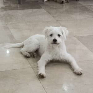 واگذاری فندق