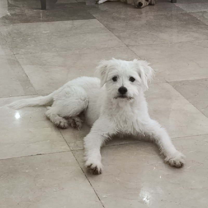 واگذاری فندق