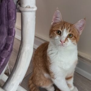 واگذاری گربه