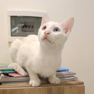 واگذاری آقا سیمبا