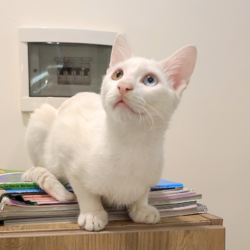 واگذاری آقا سیمبا