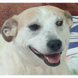 واگذاری سگ میکس بومی و اشپیتز