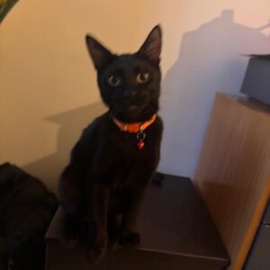 بچه گربه شیطون – واکسن خورده