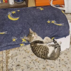 بچه گربه ۳ ۴ ماهه نر جهت واگذاری