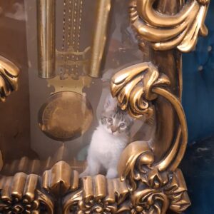 گربه ماده ۴ماهه شناسنامه دار