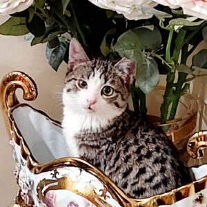 واگذاری پسر شیطون و بازیگوش دوماه و نیمه سالم