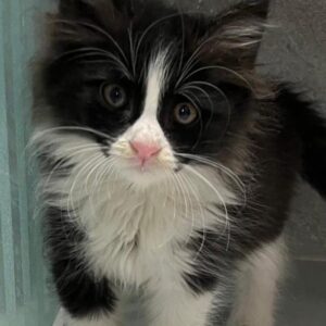 واگذاری گربه DLH