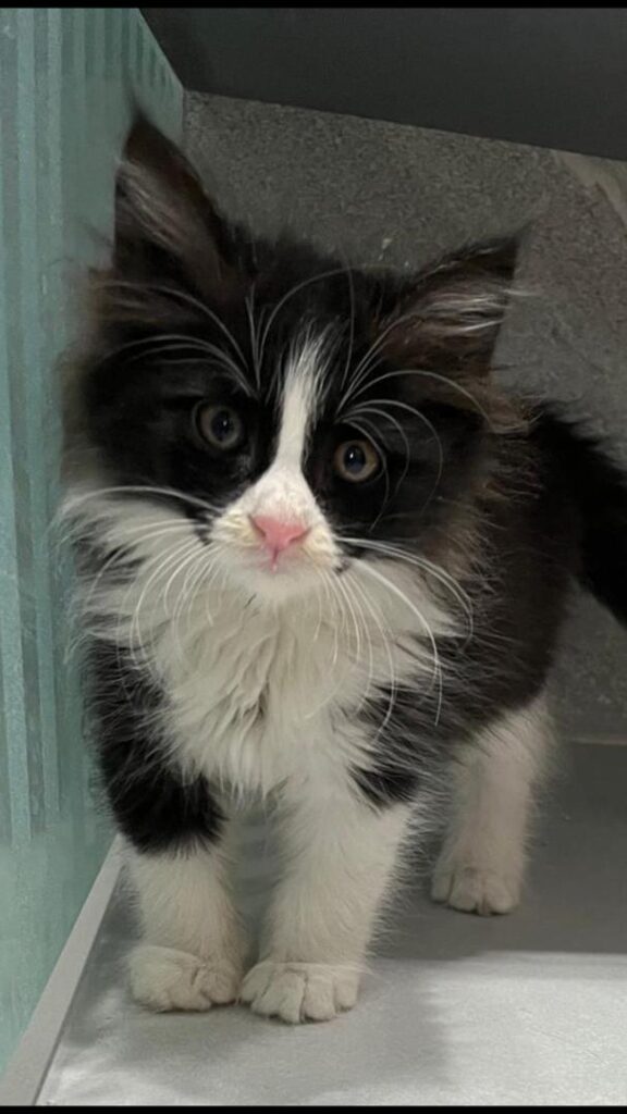 واگذاری گربه DLH