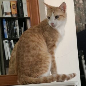 واگذاری رایگان گربه نارنجی نر