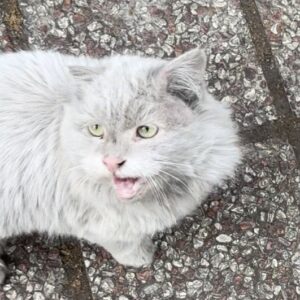 پرشین سفید پیدا شده / واگذاری