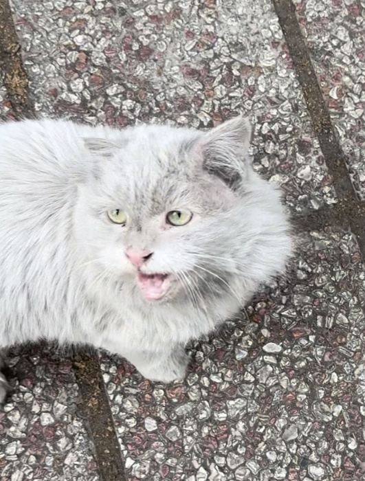 پرشین سفید پیدا شده / واگذاری