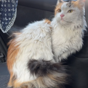 واگذاری گربه