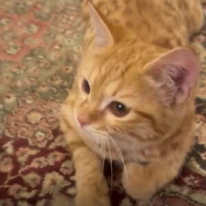 واگذاري رايگان