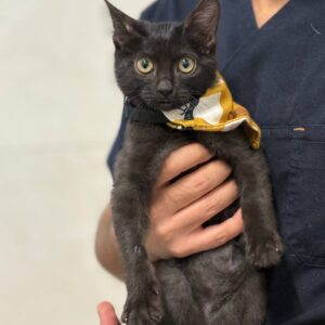 واگذاری بچه گربه