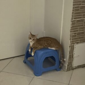 واگذاری گربه نر یک ساله مهربون وآروم