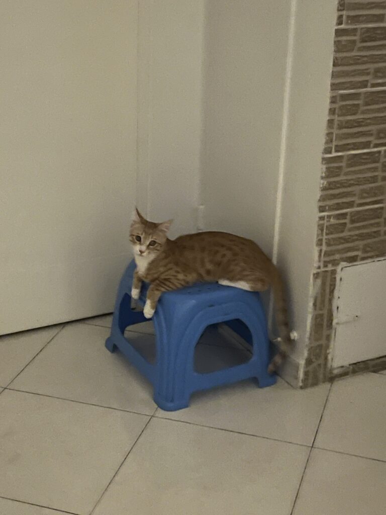 واگذاری گربه نر یک ساله مهربون وآروم