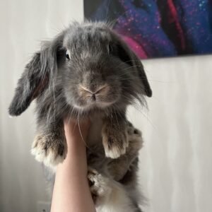 واگذاری رایگان خرگوش