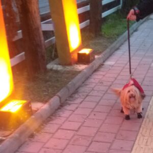 سگ شیتزو مالتیز ۴ سال و یازده ماهه ماده رایگان شرط واگذاری با وسایل