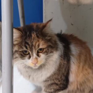 گربه پیدا شده