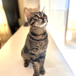 واگذاری گربه dsh