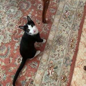 نی نی کیوت دنبال مامان مهربون