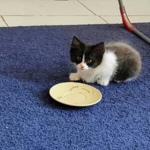 واگذاری رایگان بچه گربه دو ماهه