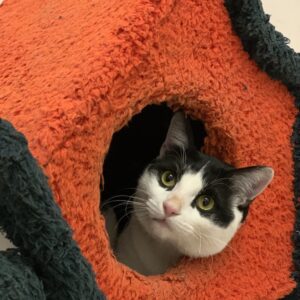 واگذاری گربه نر تاکسیدو رهاشده