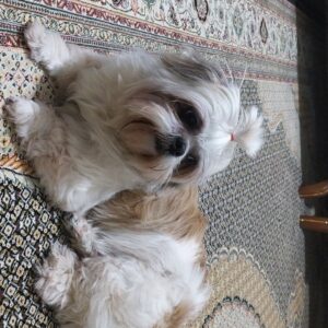 شیتزو سوپر فلت