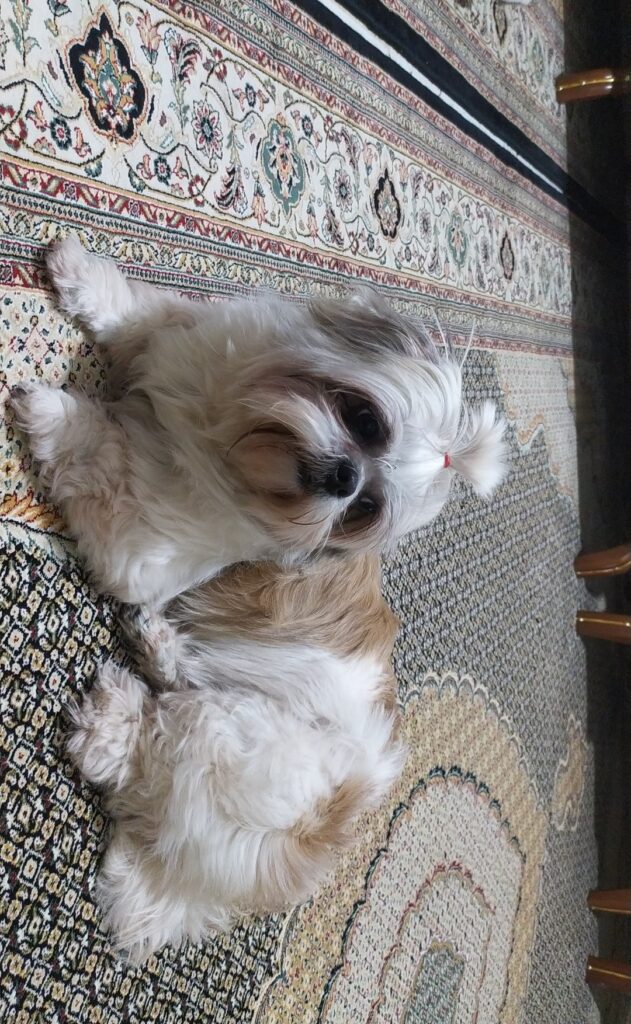 شیتزو سوپر فلت