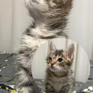 واگذاری گربه کوچلو