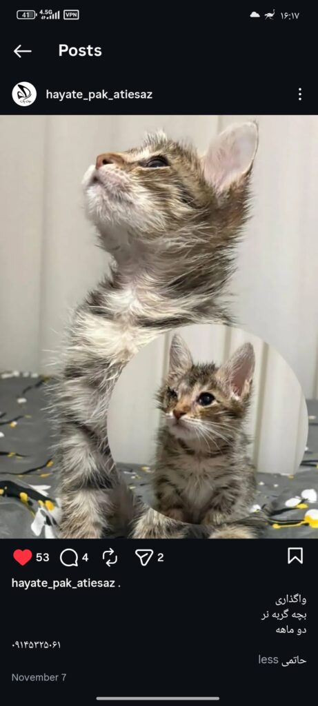 واگذاری گربه کوچلو