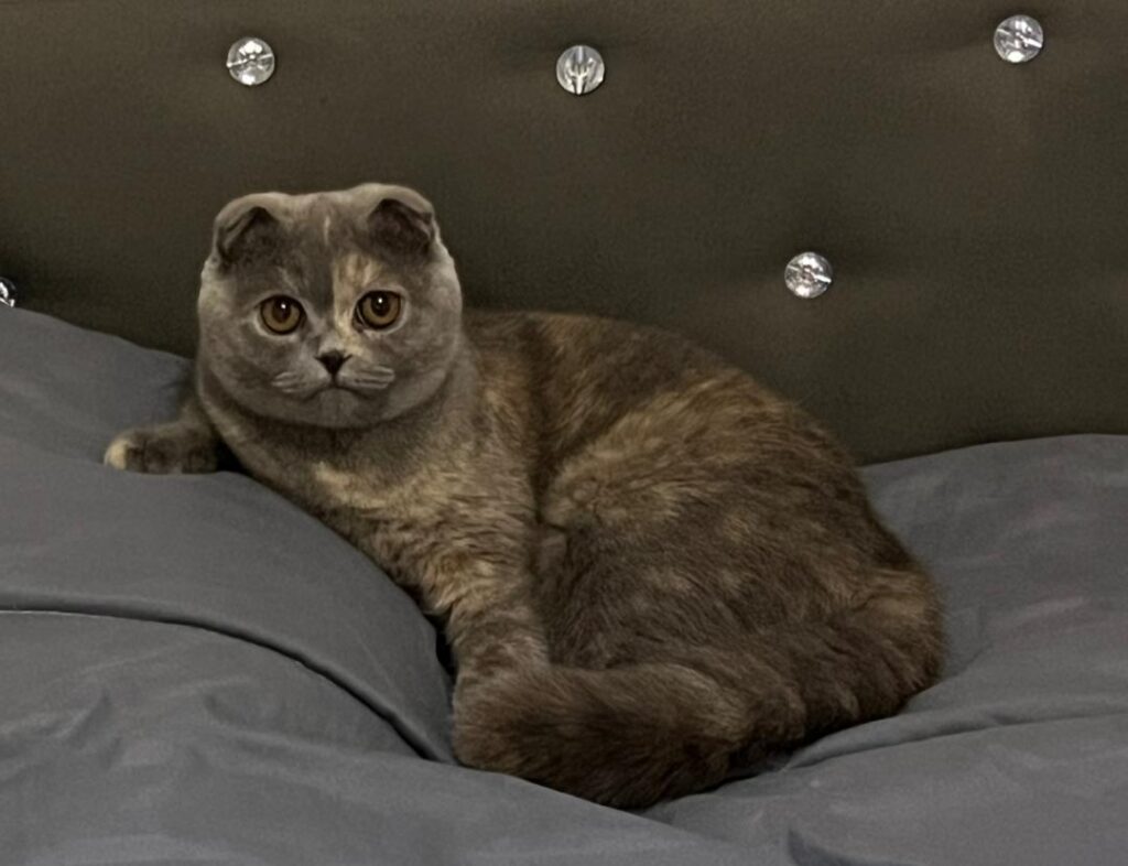 گربه اسکاتیش دبل فولد خاکستری گم شده در سرخرود