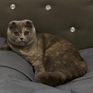 گربه اسکاتیش دبل فولد خاکستری گم شده در سرخرود