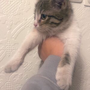 گربه دو ماهه زیبا