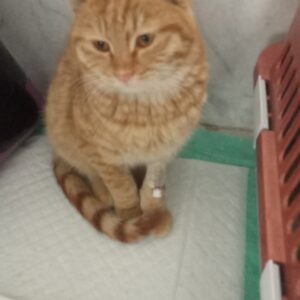 واگذاری به شدت باهوش و دستی و آروم