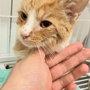 بچه گربه نارنجی