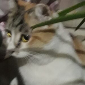 گربه ناز به نام نازی