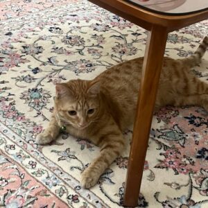 گربه ماده نارنجی تهرانپارس